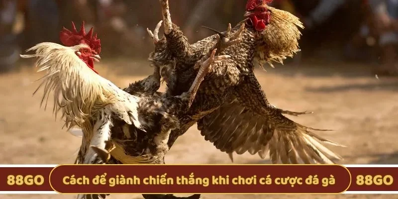 Cách để giành chiến thắng khi chơi cá cược đá gà