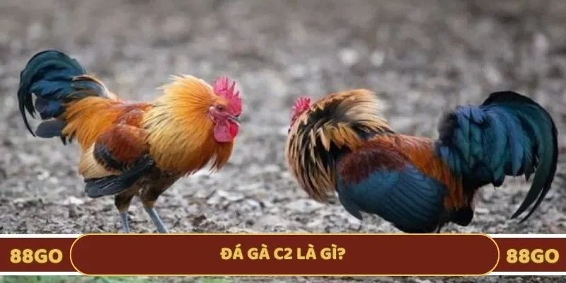 Khái quát đá gà C2