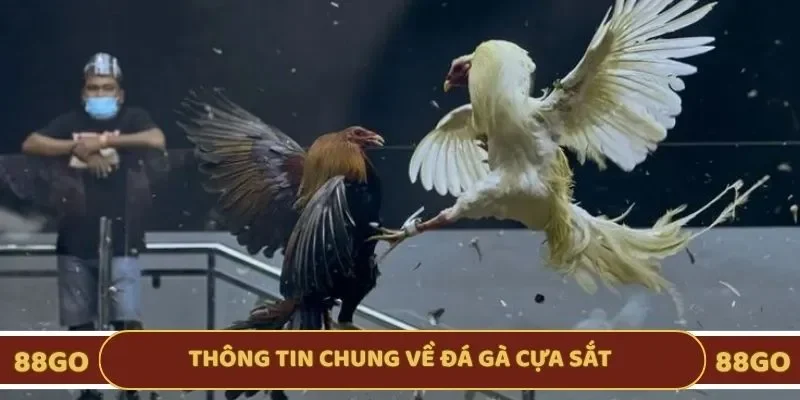 Khái quát thông tin chung về đá gà cựa sắt