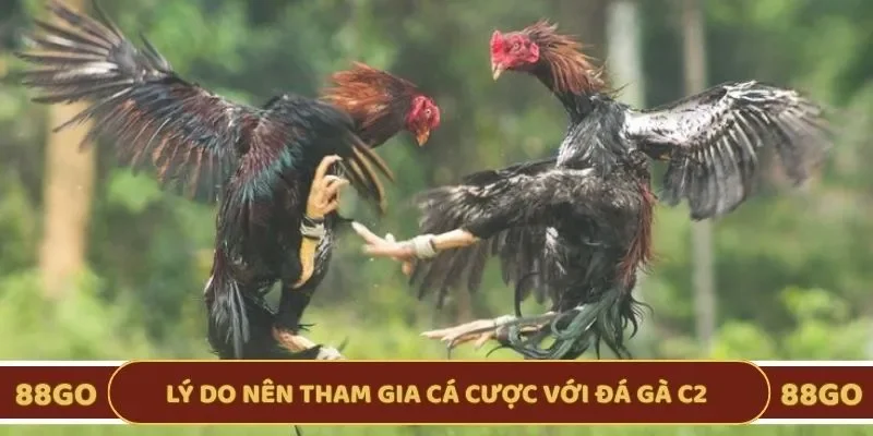 Lý do bạn nên tham gia thách đấu với chọi gà C2