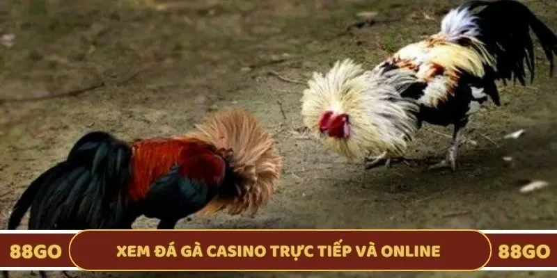 Xem đá gà tại sòng bạc theo dạng trực tiếp và online